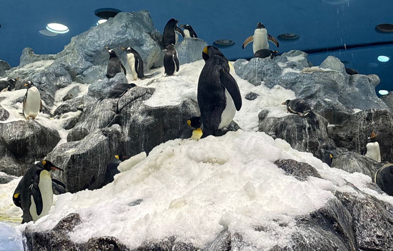 pingouins au loro parque banquise du parc animalier tenerife