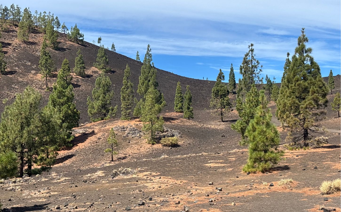 Kanarische Kiefern Teide unumgänglicher teide