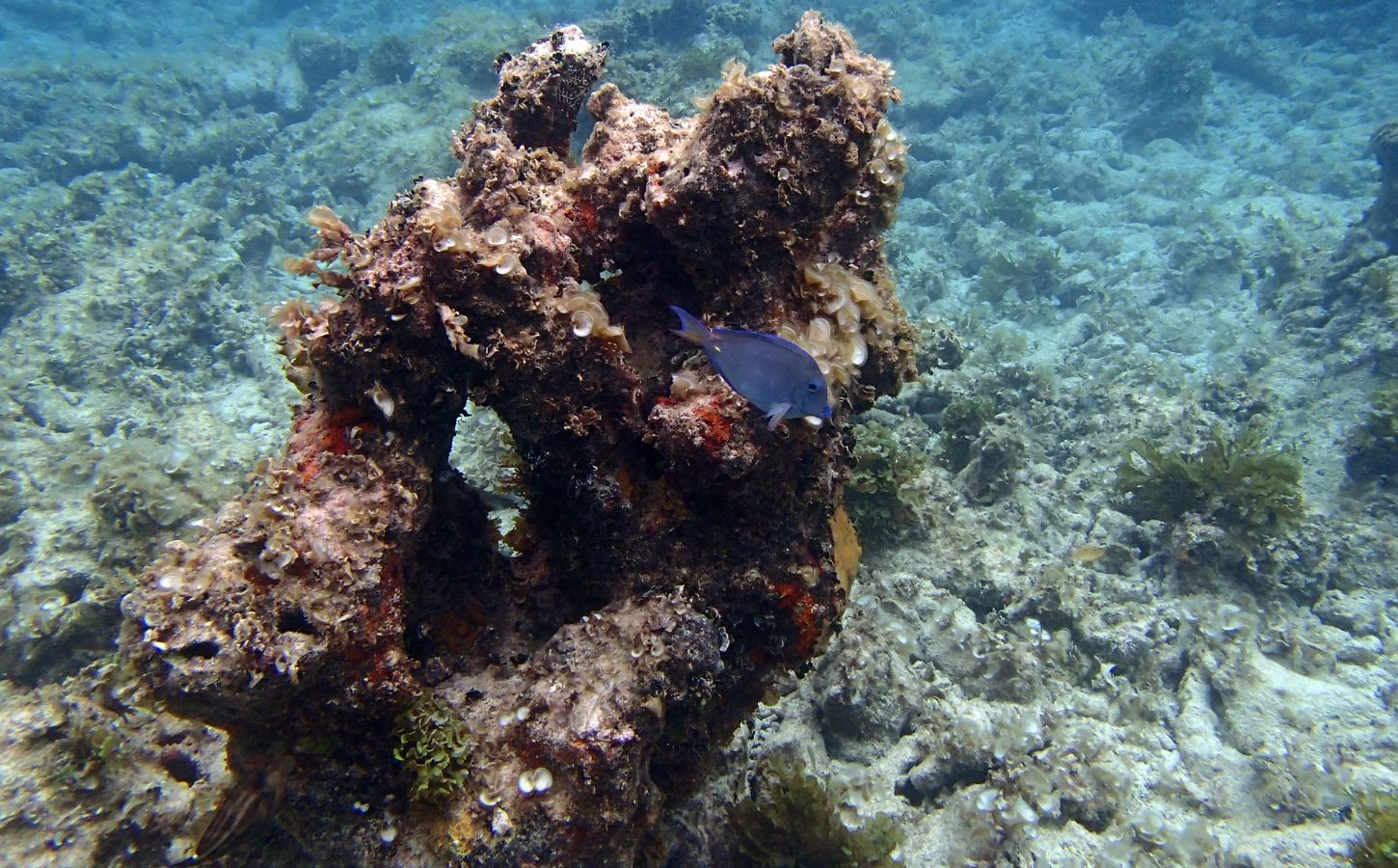 Tauchen auf Lanzarote unterwasserleben auf den kanarischen inseln