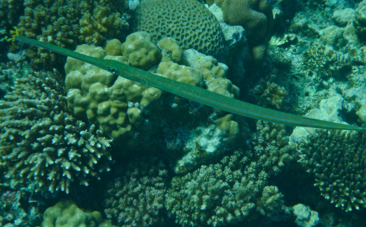 Trompetenfische auf Lanzarote meeresarten von lanzarote