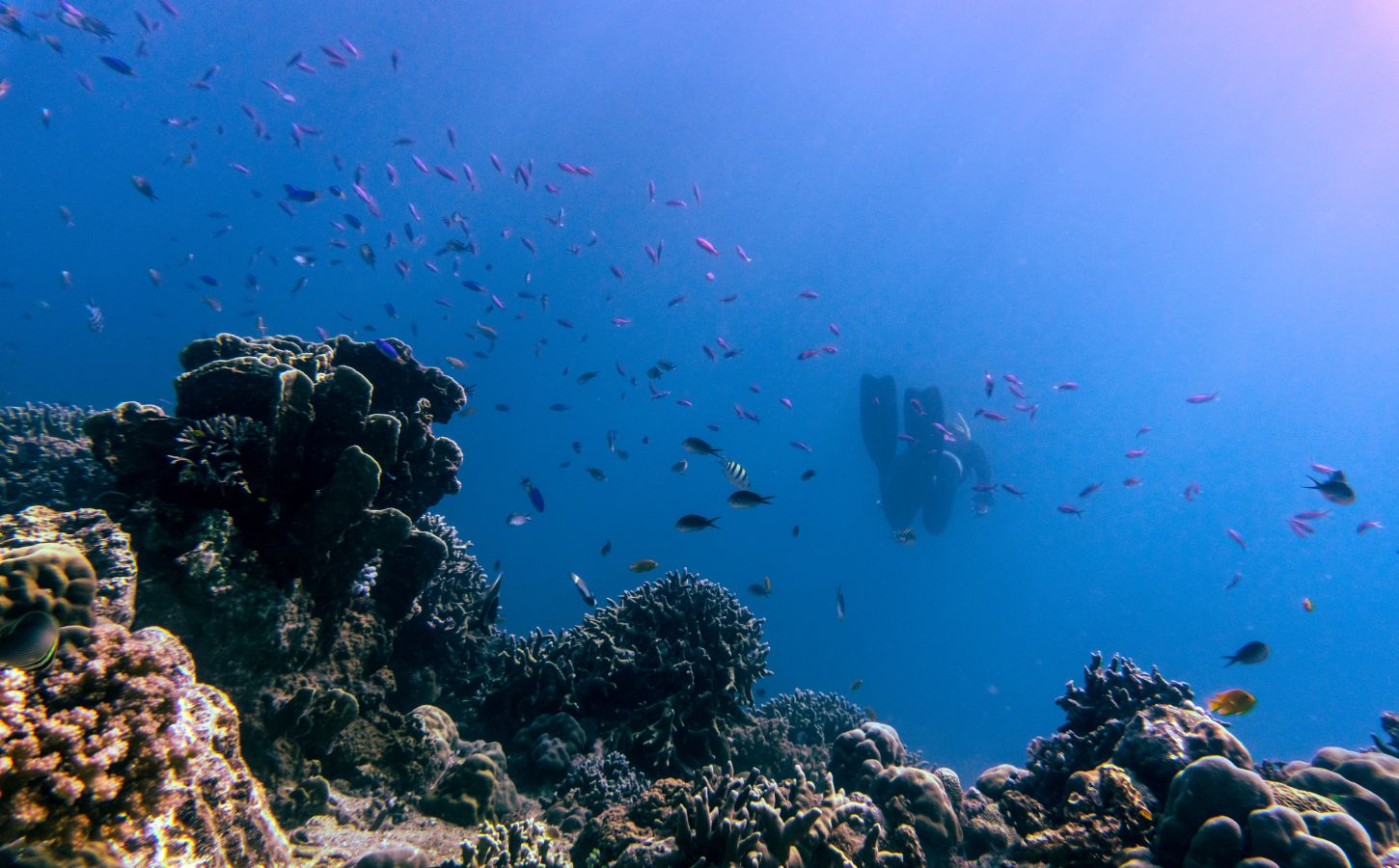 Fische Tauchgang Lanzarote tauchen auf lanzarote auf den kanarischen inseln