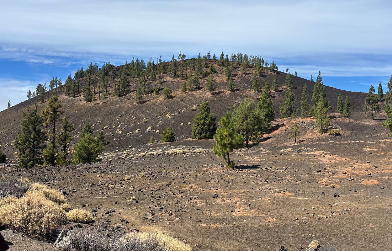 Wanderung von Samara zum Teide kanarische kiefern am teide