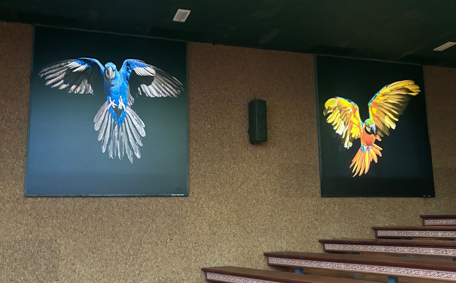 salle de spectacle des perroquets loro parque que voir au loro parque