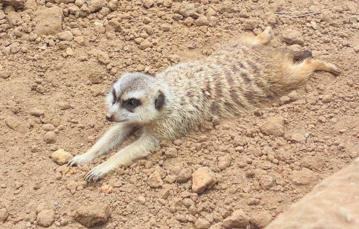 suricate à tenerife suricate loro parque