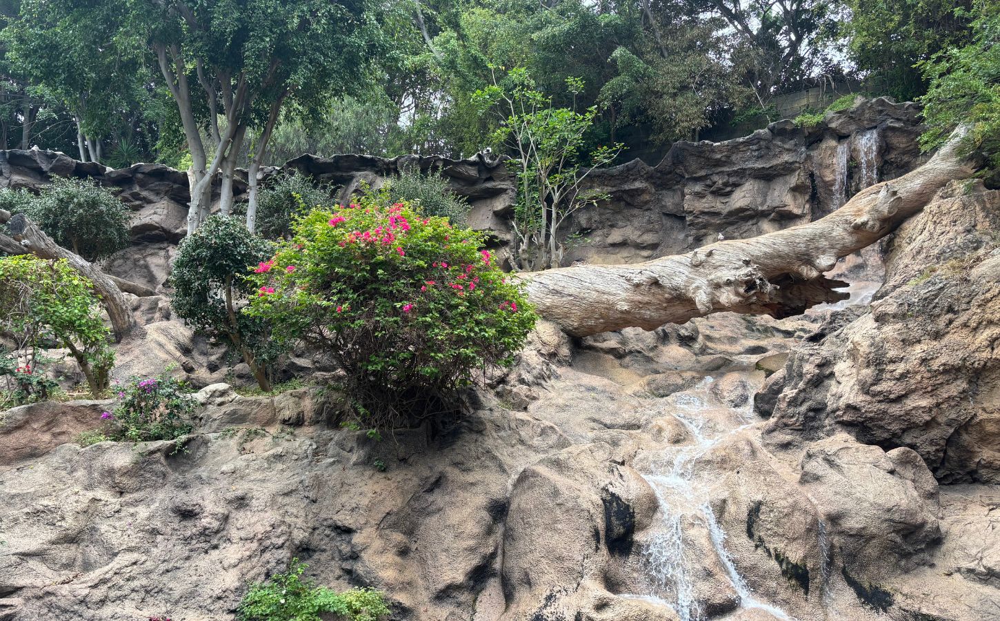 végétation luxuriante loro parque tenerife végétation tropicale tenerife