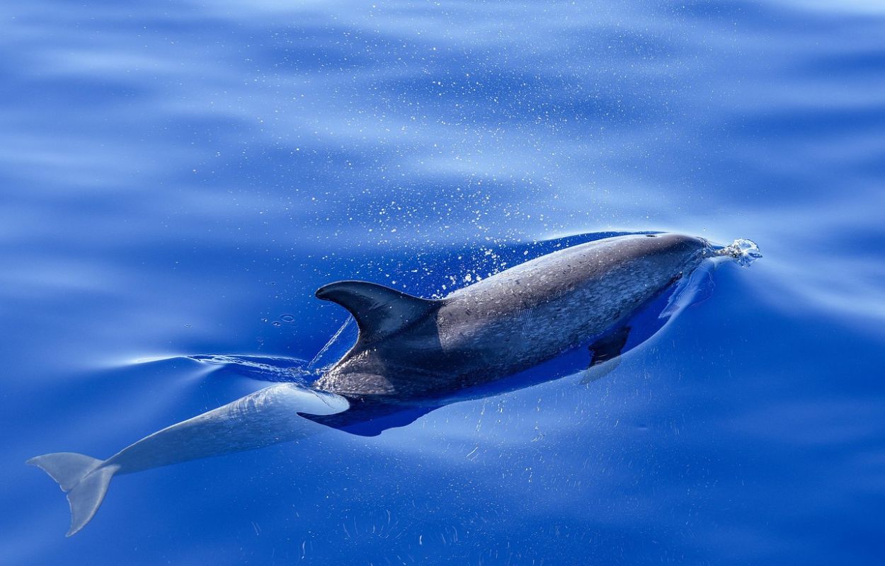 Gefleckte Delfine auf Teneriffa zugvögel teneriffa