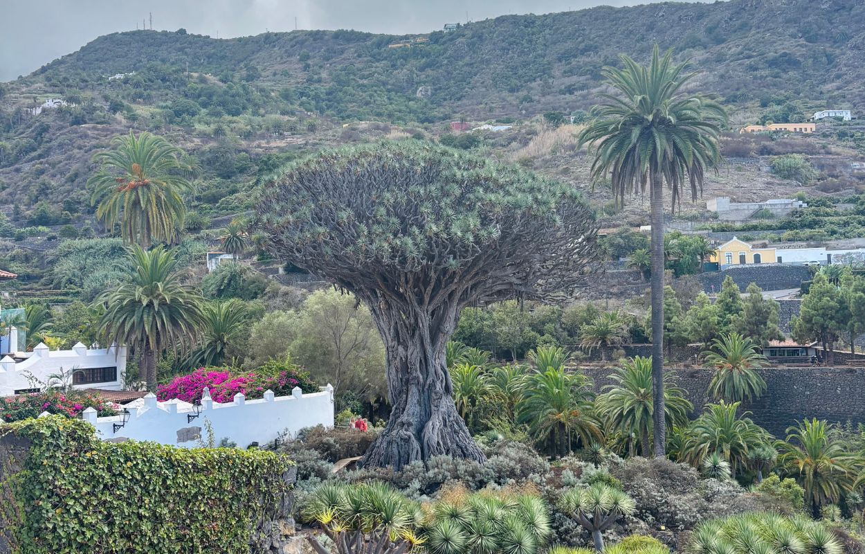 dragon tree in icod de los vinos drago milenario in tenerife