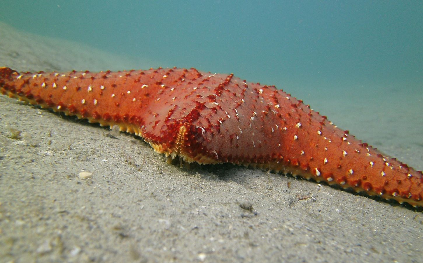 Seestern Schnorcheln Teneriffa seestern