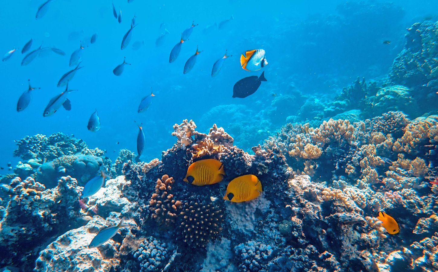 faire du snorkeling à playa blanca vie sous-marine à lanzarote
