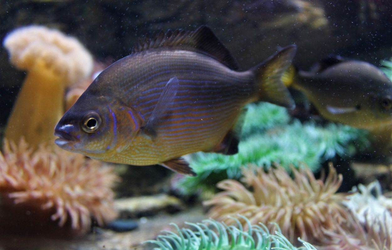 Schnorcheln mit Fischen auf Teneriffa meerestiere beim schnorcheln auf teneriffa