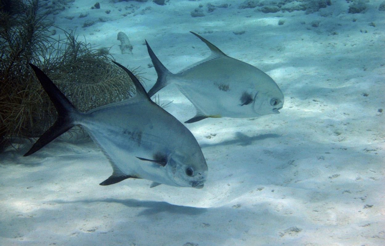 Fische Schnorcheln Teneriffa schnorcheln auf teneriffa