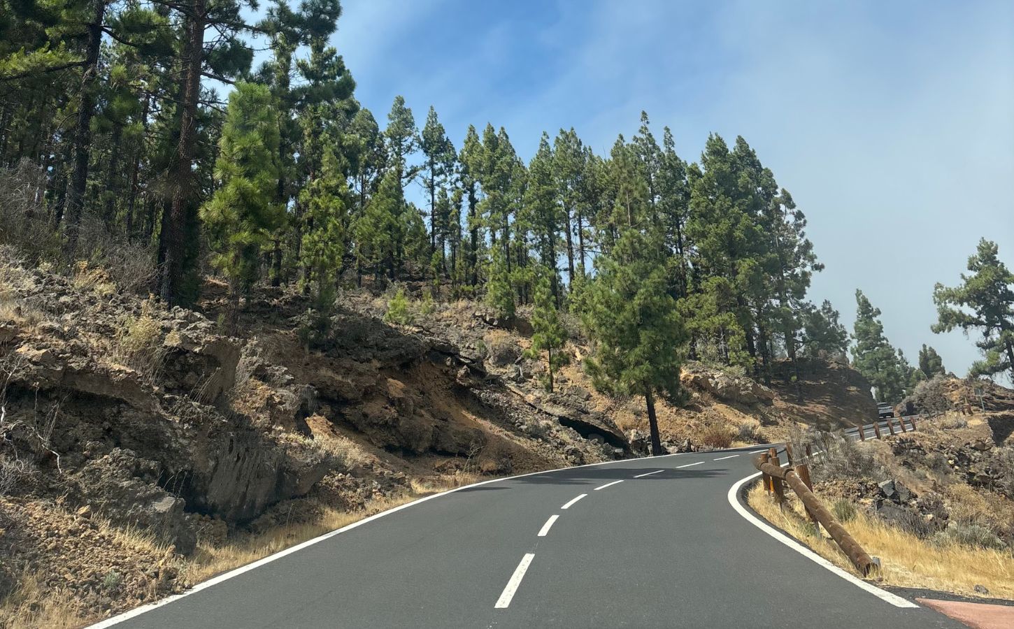 road to Teide canary pine trees