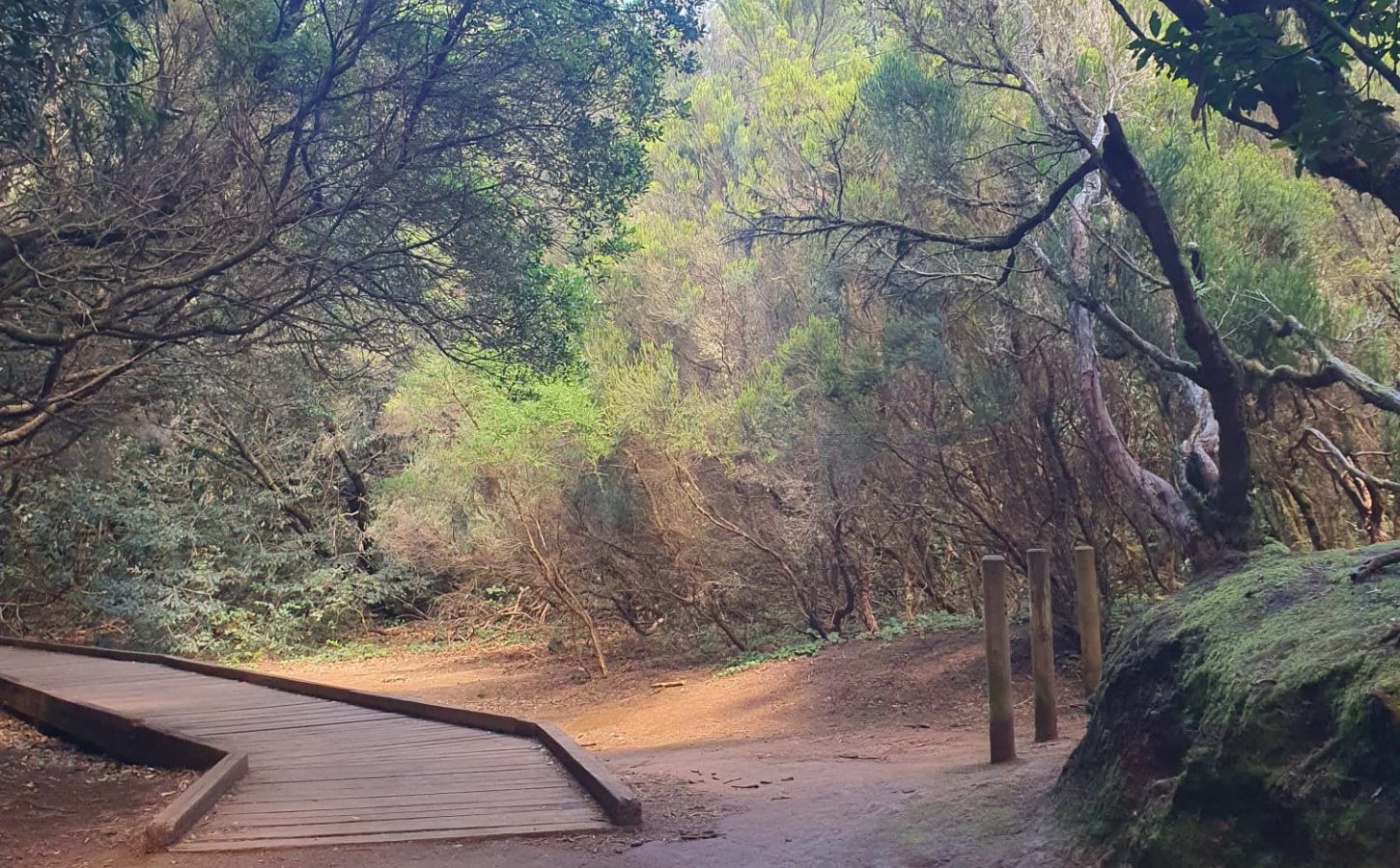 sendero de los sentidos auf teneriffa beliebter wanderweg im anaga-park