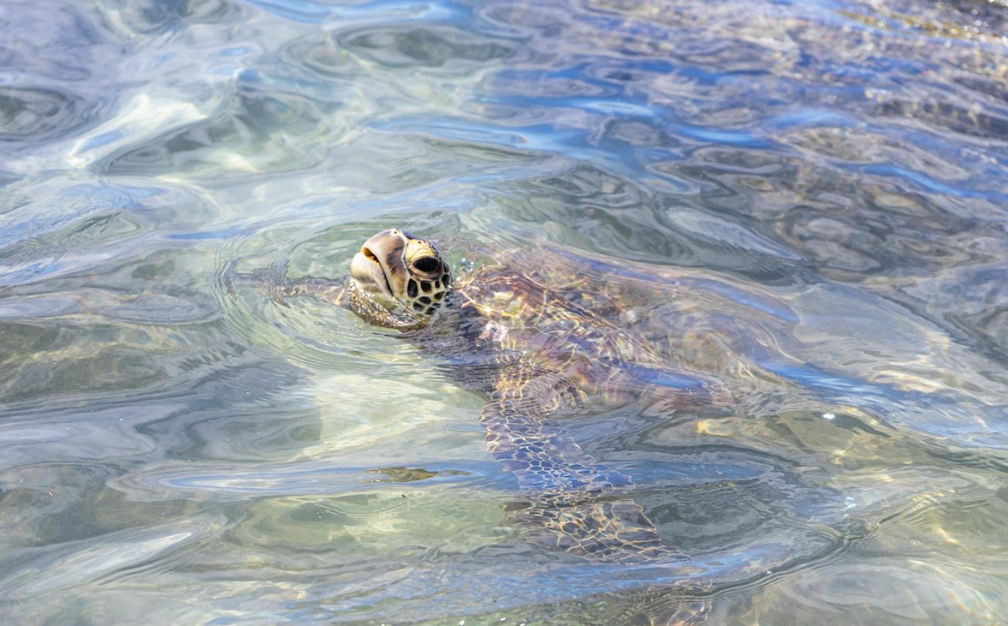 Schildkröten Schnorcheln Kanarische Inseln schildkröten auf teneriffa beobachten