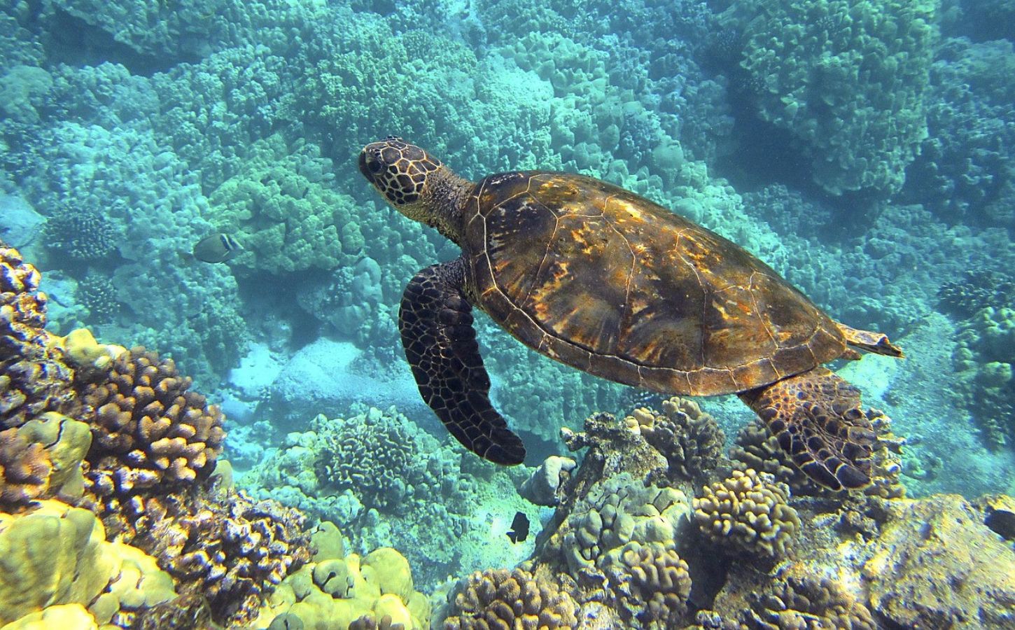 Schildkröten beim Schnorcheln auf Teneriffa beobachten schildkröten beim schnorcheln begegnen