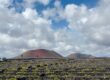 vignobles de lanzarote