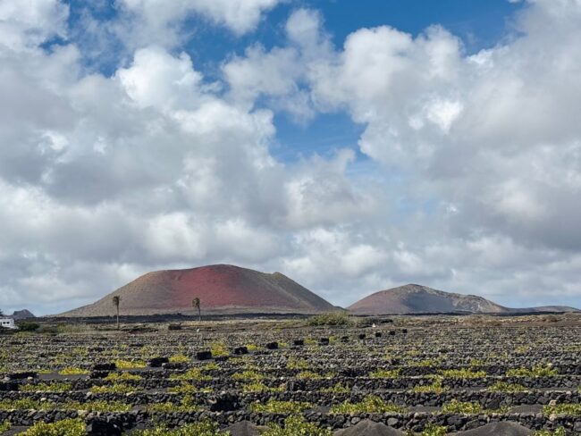 vignobles de lanzarote