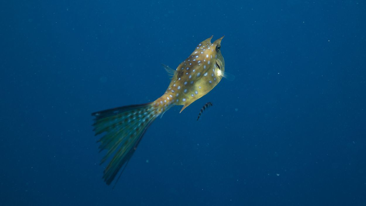 poisson coffre caraibes poisson coffre caraibes