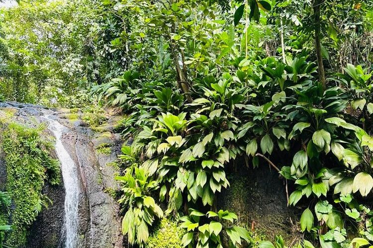 Cascade de Bis waterfall hike, Guadeloupe Cascade de Bis waterfall, Guadeloupe