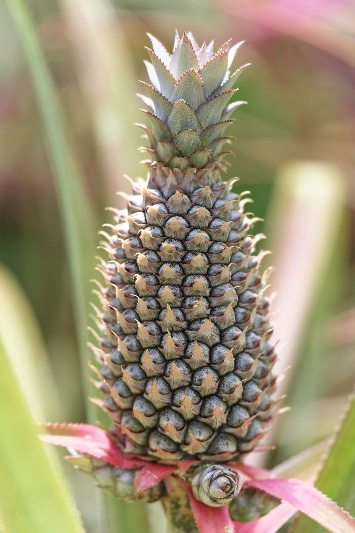 Piña en el Jardín Andrómeda Piña en el Jardín Andrómeda