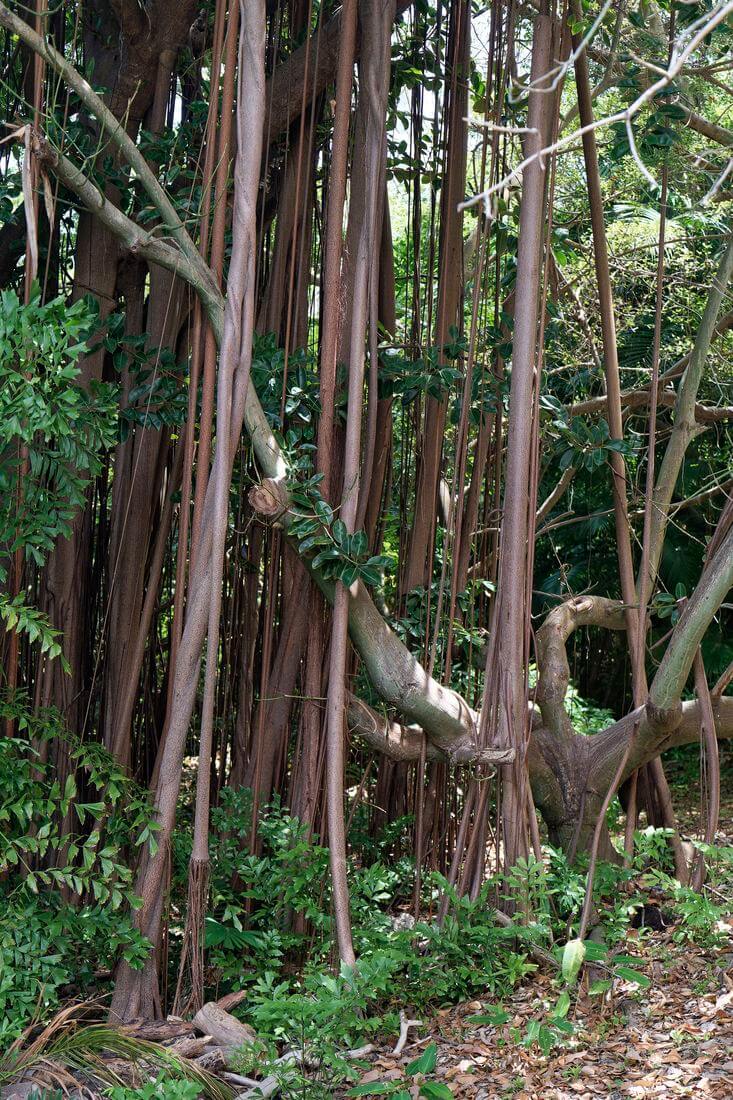 Vegetación en el Jardín Andrómeda Vegetación en el Jardín Andrómeda