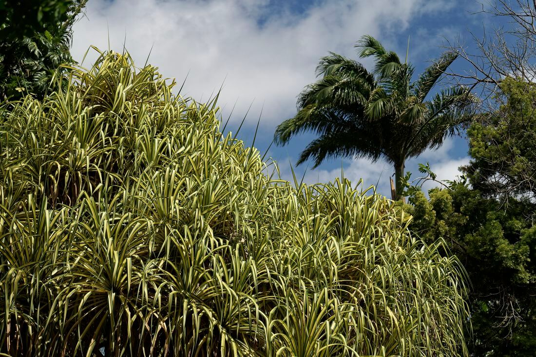 Hermoso jardín de Andrómeda Jardín en Barbados