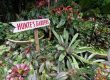 Visita el Jardín de Hunte en Barbados