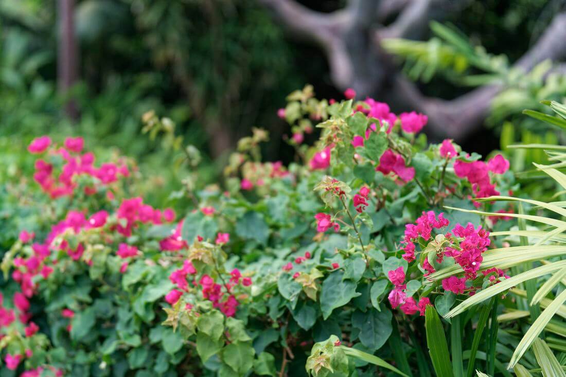 Fin del Jardín de Andrómeda Jardín de Andrómeda en familia