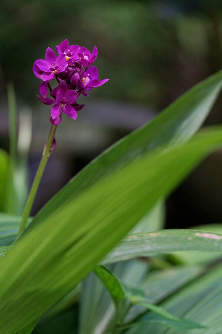 Flores del jardín de Hunte Fauna y flora del jardín de Hunte
