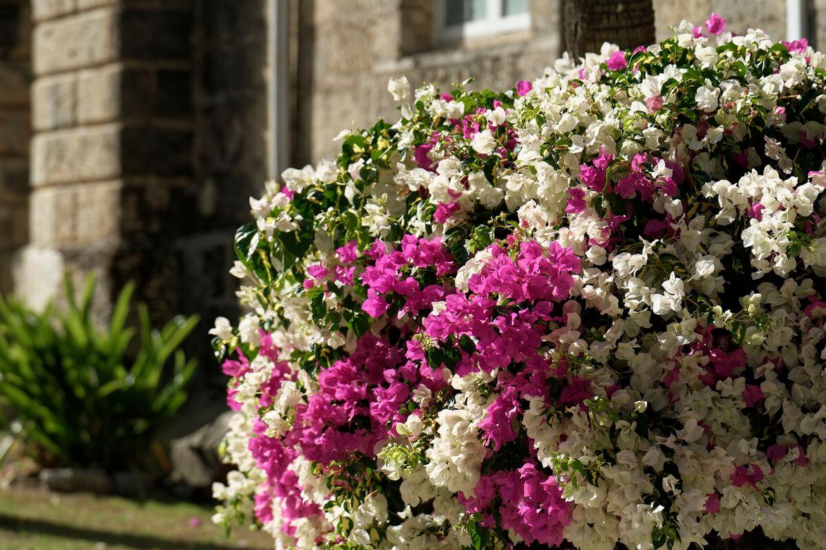 Flores del Colegio Codrington Flores del Colegio Codrington