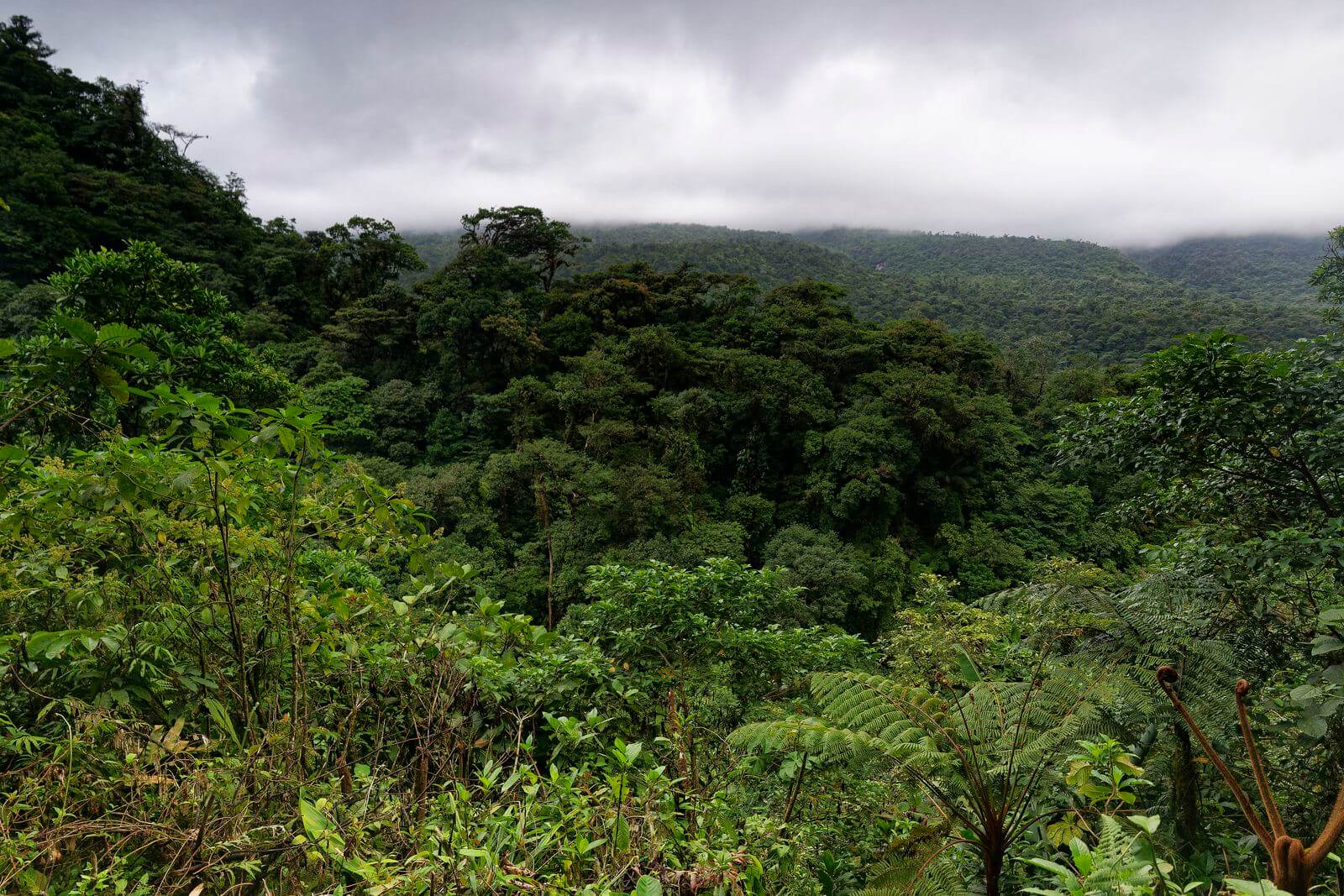 Bosque de Tenorio Bosque de Costa Rica