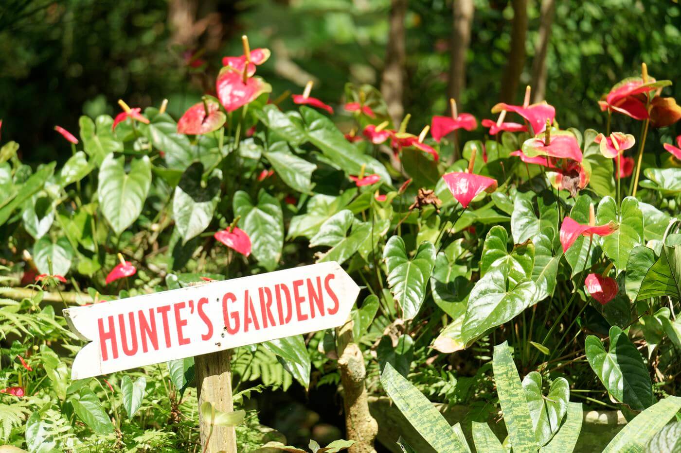 Jardín de Hunte en Barbados Jardín de Hunte en Barbados