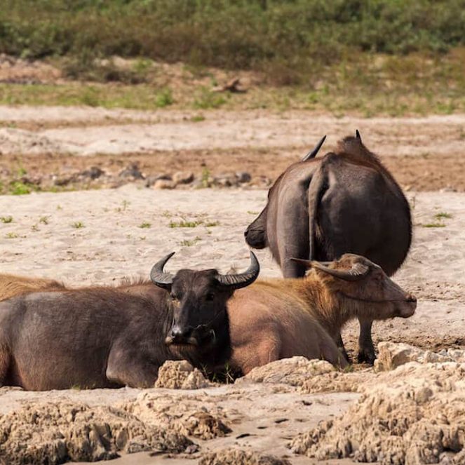 Laos: cuándo viajar Cuándo viajar a Laos en un viaje por el sudeste asiático