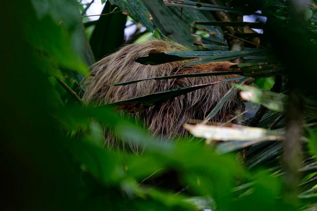 Perezoso en el Parque Nacional Volcán Arenal Animales del Parque Nacional Volcán Arenal