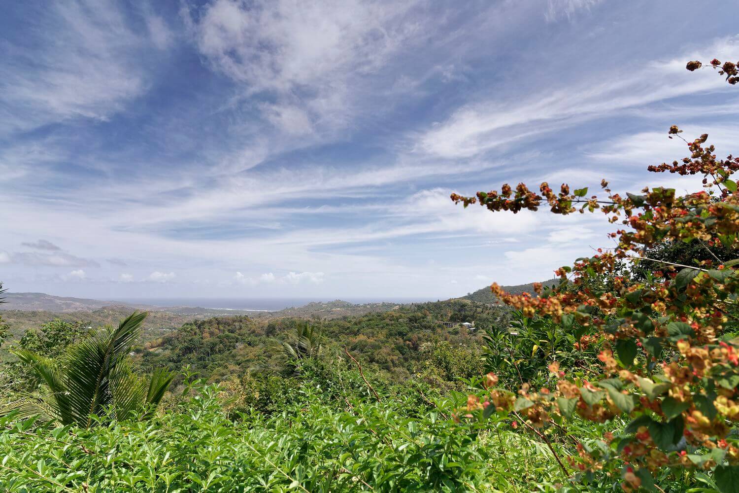 Mirador desde el jardín Flower Forest Mirador desde el jardín Flower Forest en Barbados