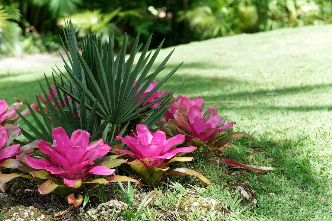 Paisajismo de Flower Forest en Barbados Jardín botánico Flower Forest en Barbados