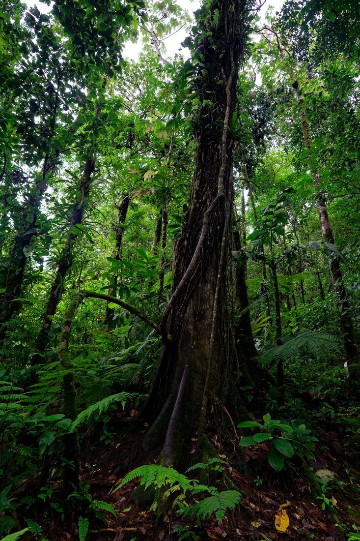 Árboles del Tenorio Paisaje tropical del volcán Tenorio