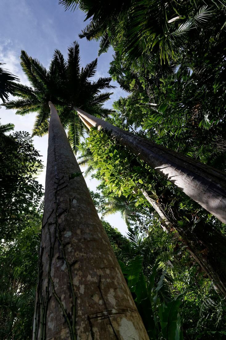 Palmera de coco en Flower Forest, Barbados Palmera de coco en Flower Forest, Barbados