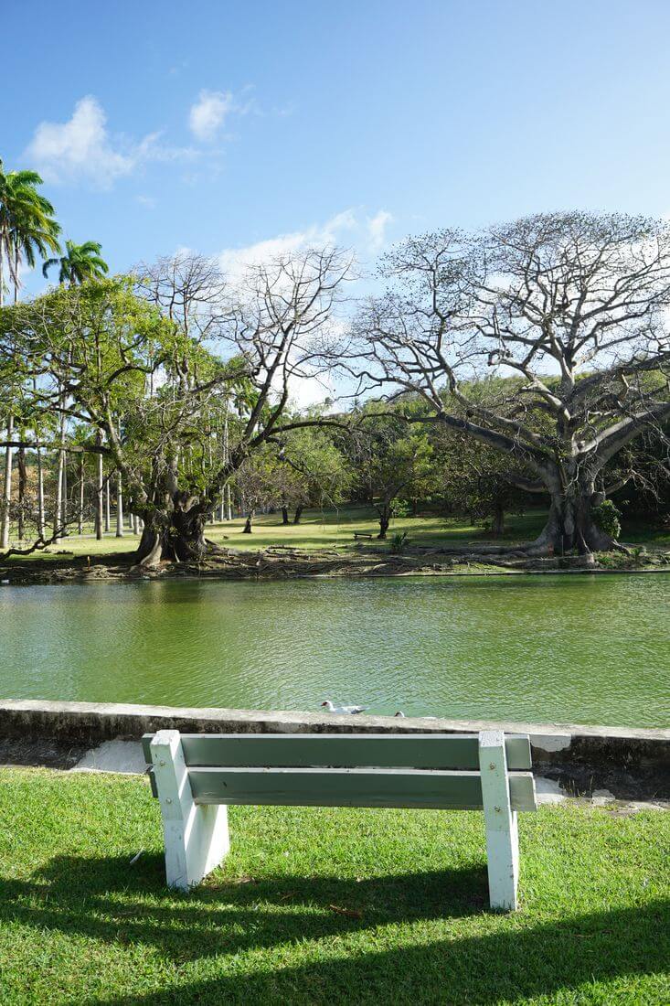 Estanque del Codrington College, Barbados Estanque del Codrington College, Barbados