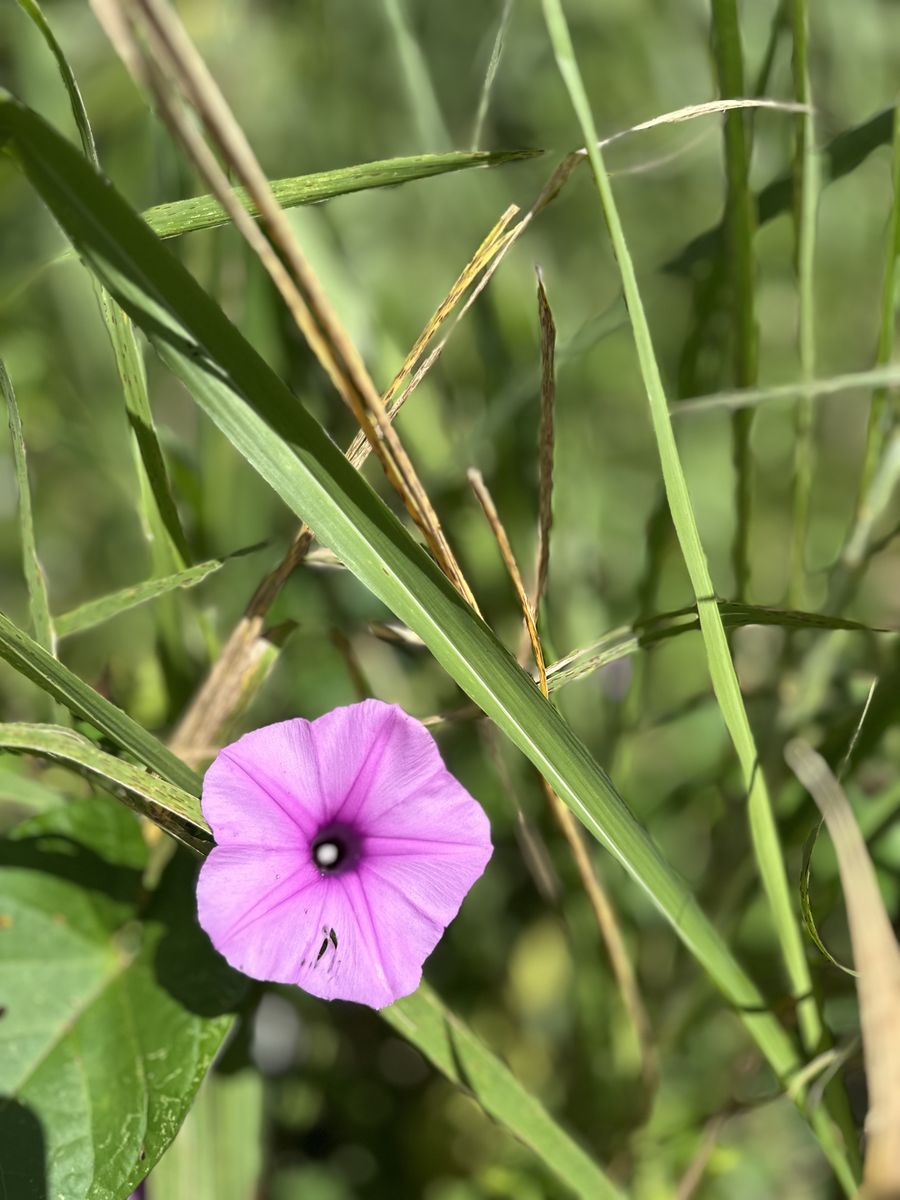 flor en cascada de bis flor en cascada