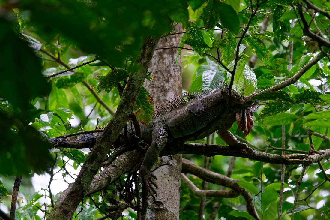 iguana gigante iguana gigante en el Centro de Rescate