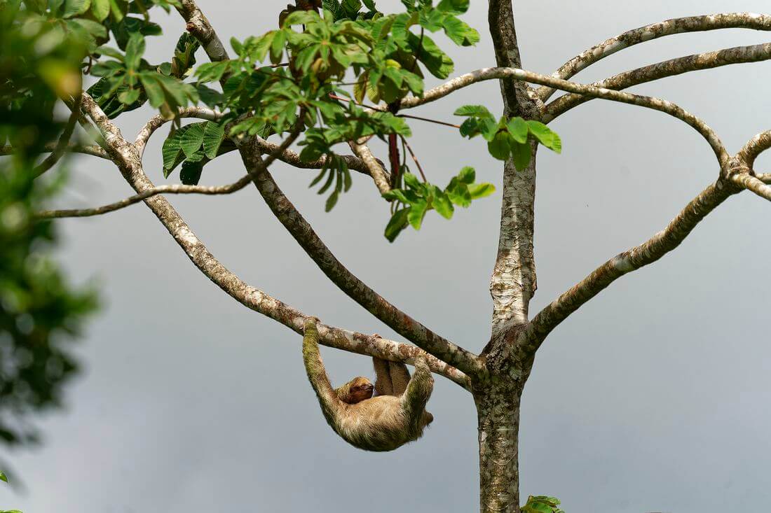 Perezoso al borde de la carretera Fauna y flora del parque nacional
