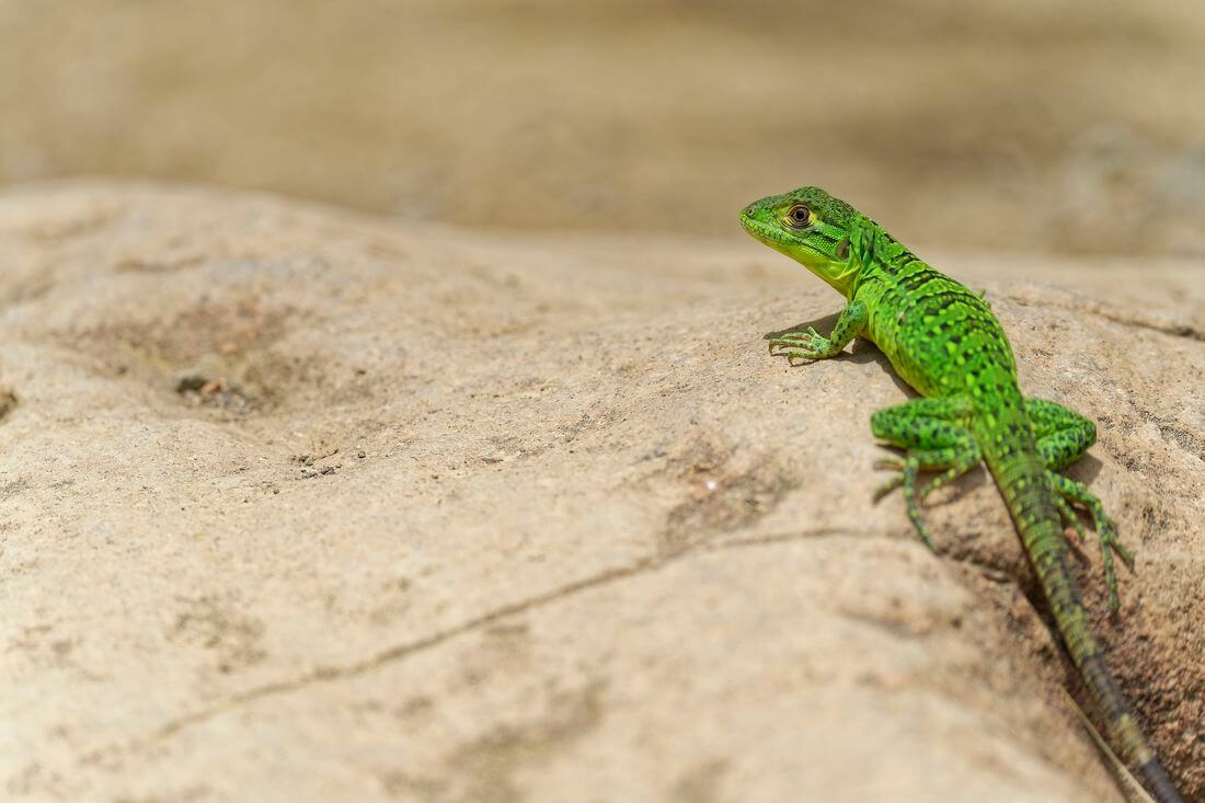 Pequeña iguana en Rincón de la Vieja Iguana verde en Costa Rica