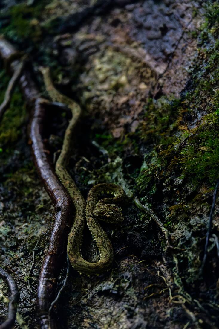 serpiente Descubriendo puentes colgantes