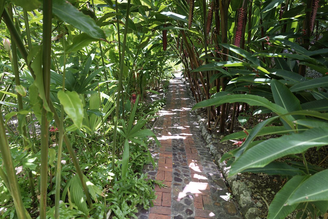 recorrido por el jardín en Barbados sendero en Barbados
