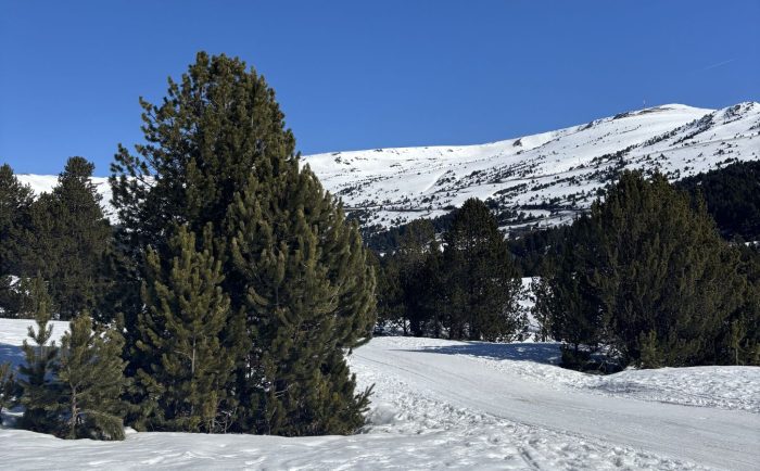 Natur in Andorra Kiefern und Berge