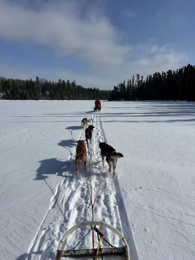 chiens de traineau quebec