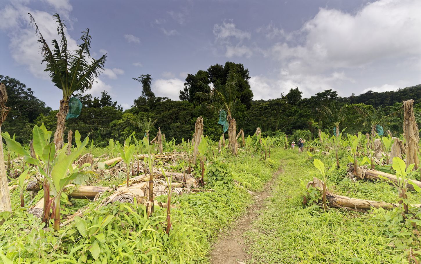 Bananenbaum am Eingang Bananenbaum am Anfang der Wanderung