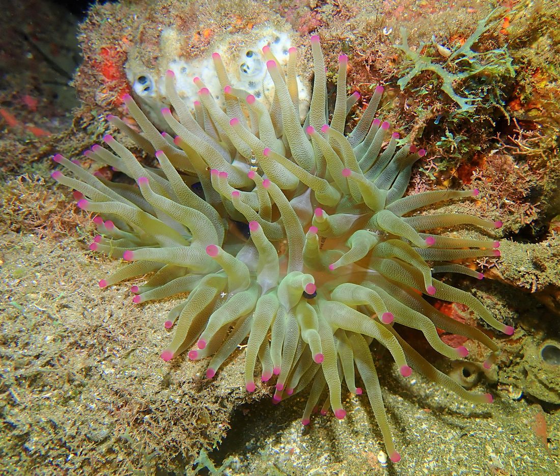 Unterwasser in Guadeloupe Cousteau-Reservat: Fauna und Flora