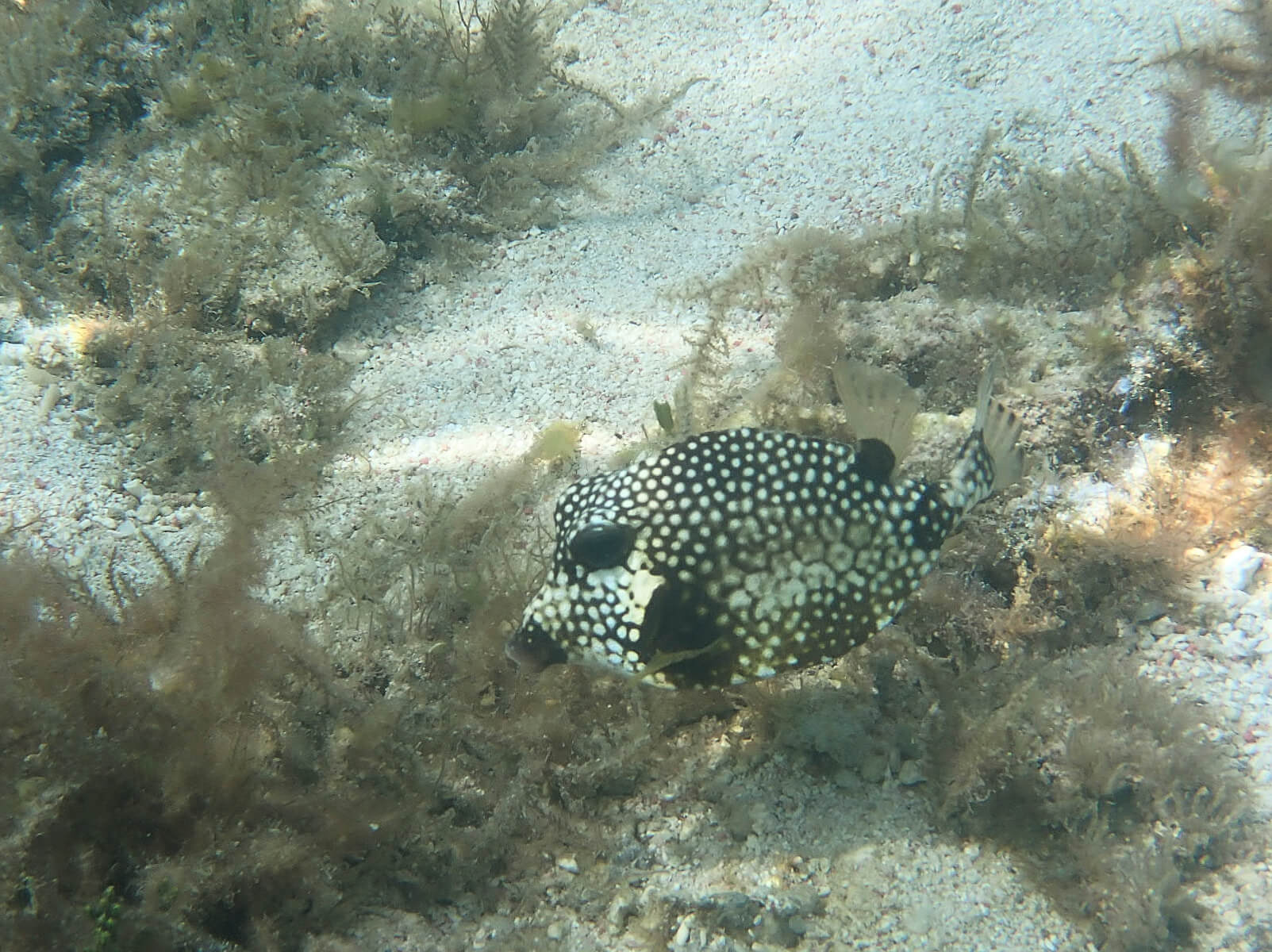 Meeresleben Petite-Terre Tropische Fische, Petite-Terre-Inseln